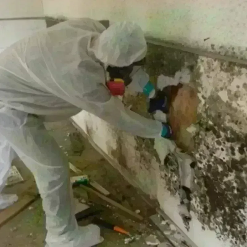 Mold Remediation and Removal in Helena, OK